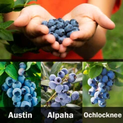 3-in-1 Blueberry Bush (Southern Highbush) 9 3-in-1 Blueberry Bush (Southern Highbush) -Plant Sales Store 3 up Southern 2 Austin