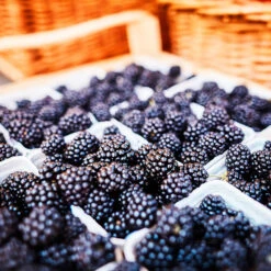 3 In 1 Thornless Blackberry