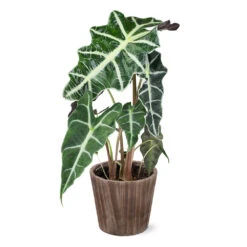 Alocasia Polly With Decorative Pot 14 Alocasia Polly With Decorative Pot -Plant Sales Store 5IN Brown Wilson with Alocasia Poly e43f88d9 a535 43db b620 678cc676ce45