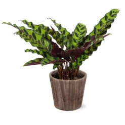 Calathea Rattlesnake With Decorative Pot 16 Calathea Rattlesnake With Decorative Pot -Plant Sales Store 5IN Brown Wilson with Calathea Rattlesnake