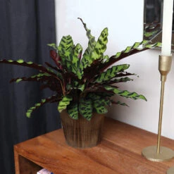 Calathea Rattlesnake With Decorative Pot 20 Calathea Rattlesnake With Decorative Pot -Plant Sales Store 5IN Brown Wilson with Calathea Rattlesnake 5