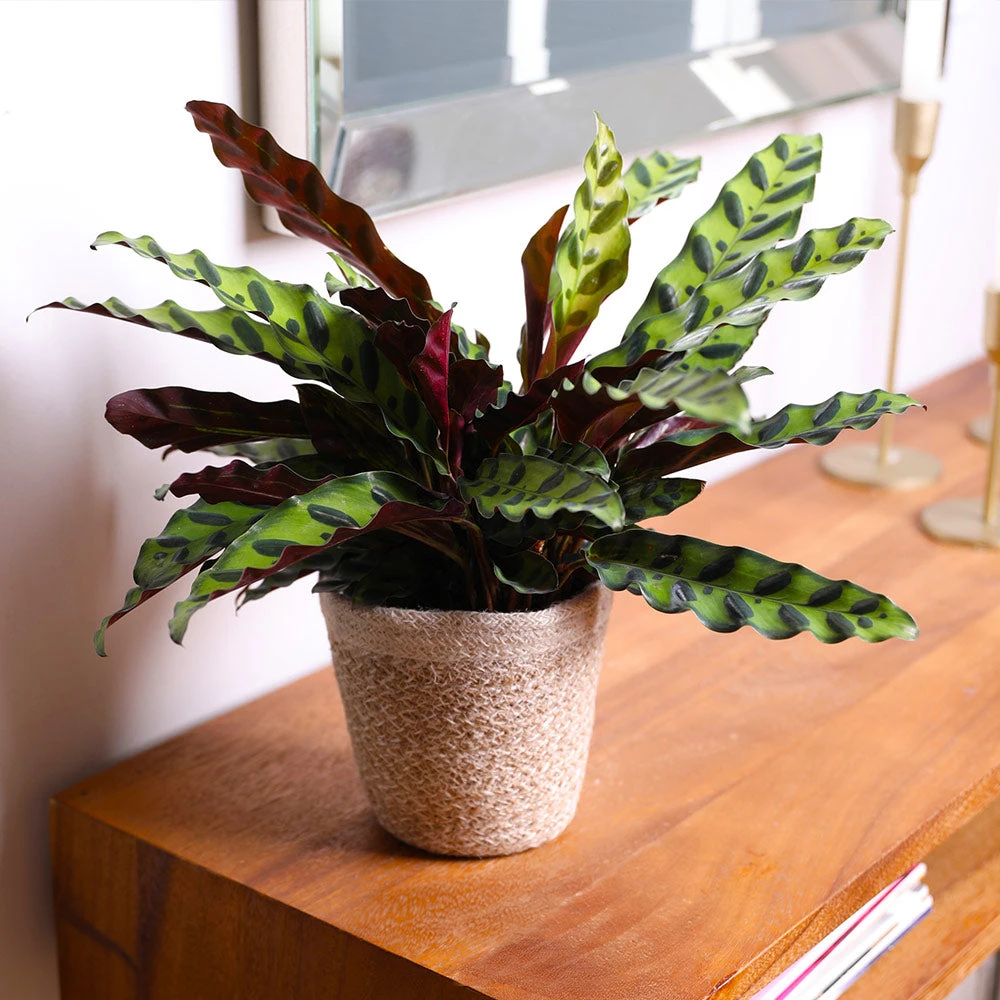 Calathea Rattlesnake With Decorative Pot 3 Calathea Rattlesnake With Decorative Pot - Image 3