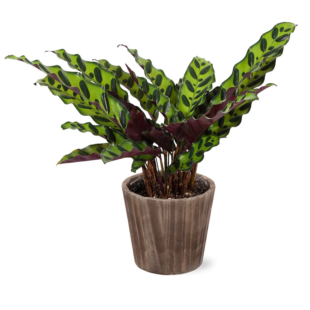 Calathea Rattlesnake With Decorative Pot 4 Calathea Rattlesnake With Decorative Pot - Image 4