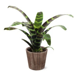 Zebra Plant In Decorative Pot -Plant Sales Store 5IN Brown Wilson with Splinriet Bromeliad b0b5d4a4 c8f2 40fe b317 71eca7afa132