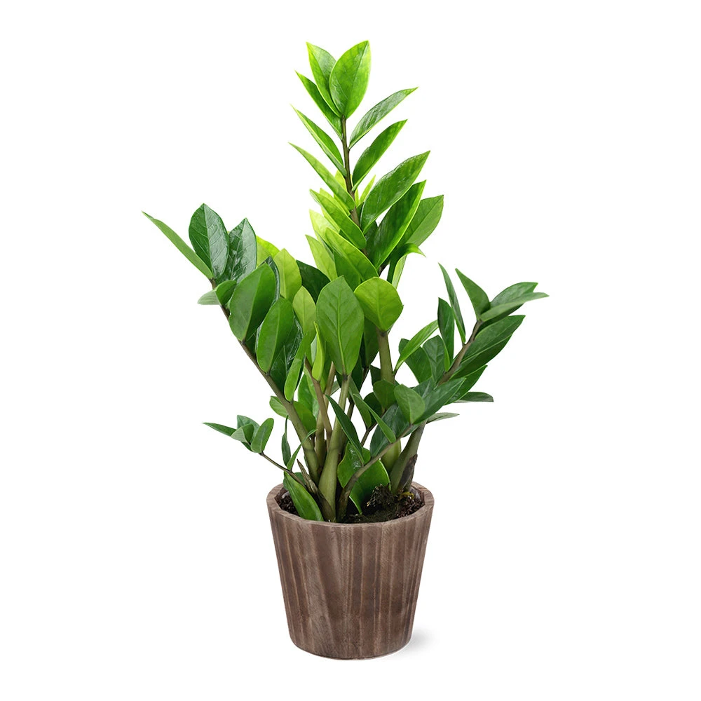 5-Inch ZZ Plant In Decorative Pot 4 5-Inch ZZ Plant In Decorative Pot - Image 4