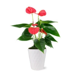 Pink Anthurium 7 Pink Anthurium -Plant Sales Store 5IN Evi Sweet Dream Pink Anthurium with Moss Topping