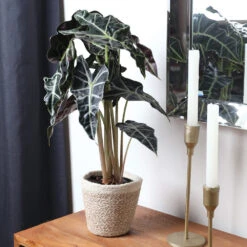 Alocasia Polly With Decorative Pot