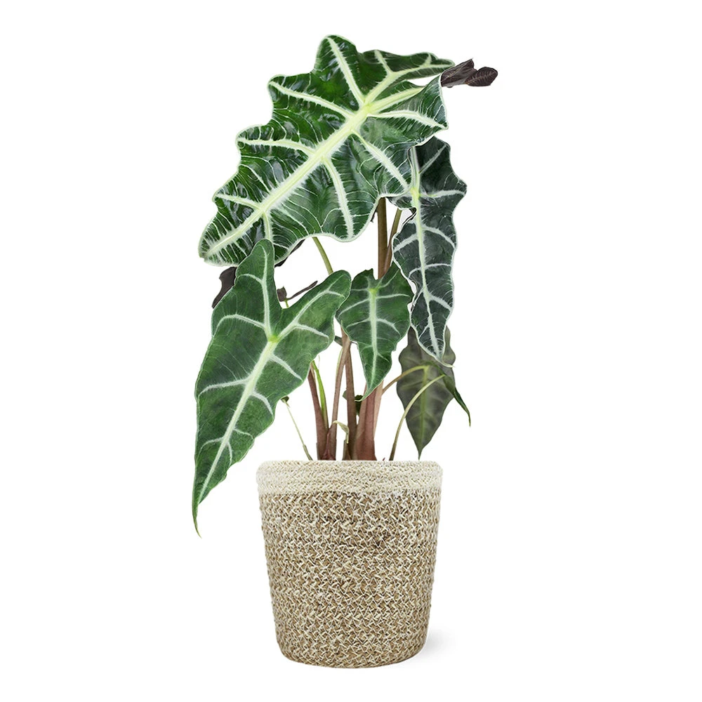 Alocasia Polly With Decorative Pot 4 Alocasia Polly With Decorative Pot - Image 4