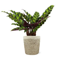 Calathea Rattlesnake With Decorative Pot 17 Calathea Rattlesnake With Decorative Pot -Plant Sales Store 5IN Jute with Calathea Rattlesnake