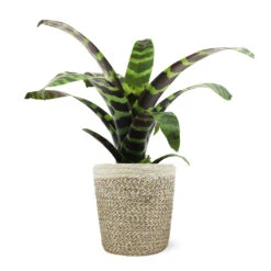 Zebra Plant In Decorative Pot -Plant Sales Store 5IN Jute with Splinriet Bromeliad 88162cef 9c67 4003 9207 e88eb2700019