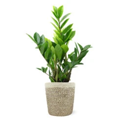 5-Inch ZZ Plant In Decorative Pot 9 5-Inch ZZ Plant In Decorative Pot -Plant Sales Store 5IN Jute with ZZ 1a07c7a6 5ad0 44c5 b0da 41fcc0b7d538