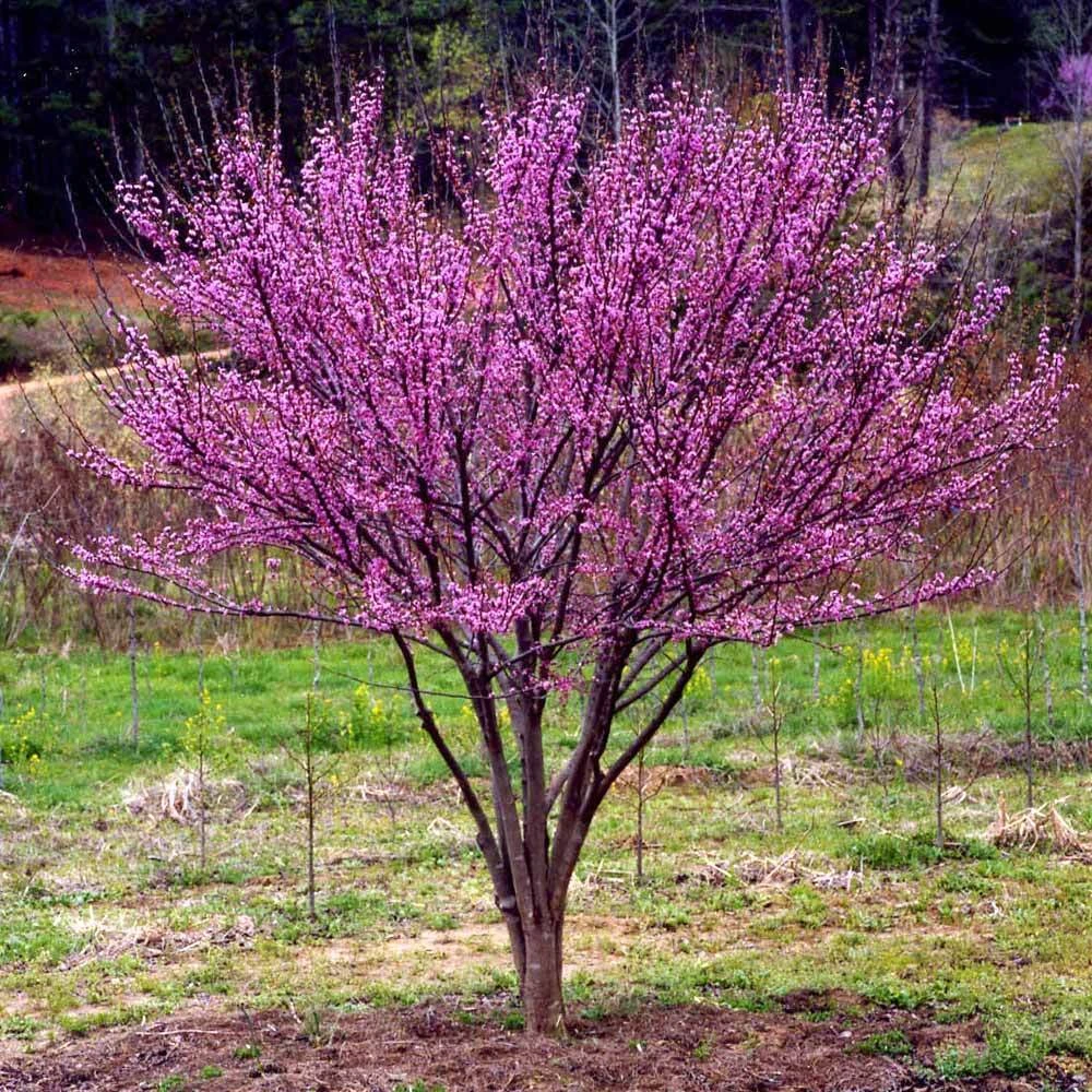 Ace Of Hearts Redbud Tree 4 Ace Of Hearts Redbud Tree - Image 4