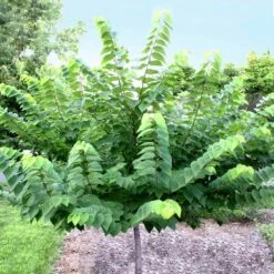 Ace Of Hearts Redbud Tree 7 Ace Of Hearts Redbud Tree -Plant Sales Store Ace of Hearts 2