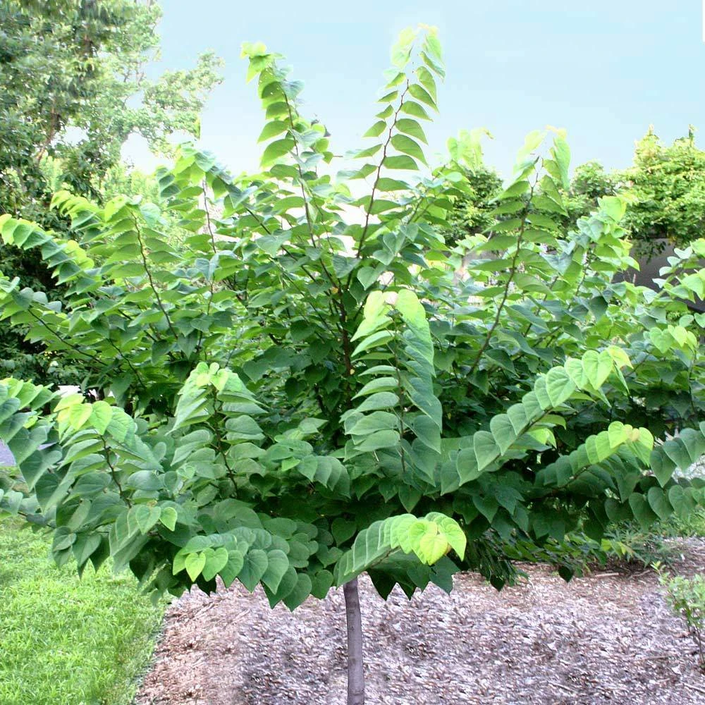 Ace Of Hearts Redbud Tree 3 Ace Of Hearts Redbud Tree - Image 3