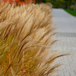 Adagio Maiden Grass -Plant Sales Store Adagio Madien Grass 7 FGT