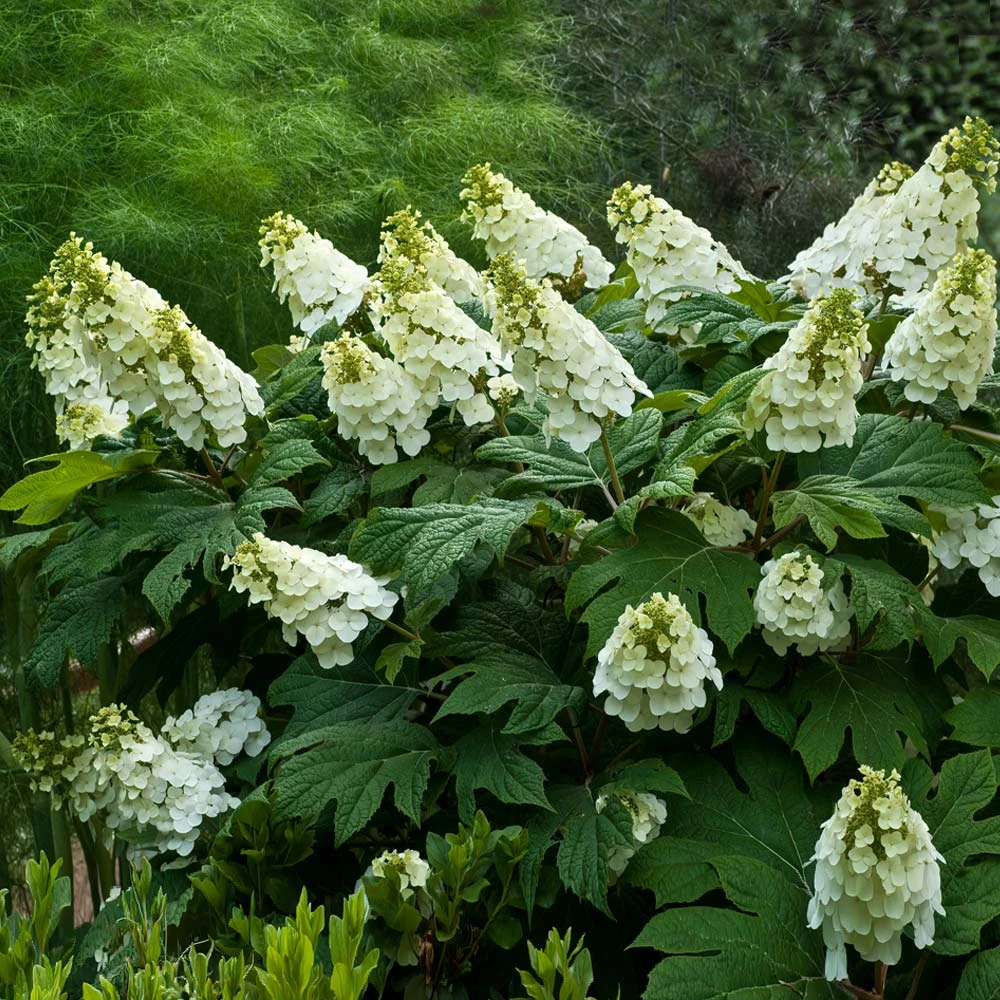 Alice Oakleaf Hydrangea 2 Alice Oakleaf Hydrangea - Image 2