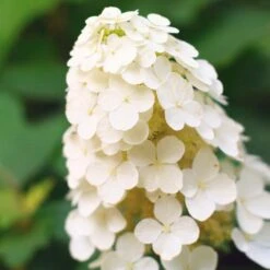 Alice Oakleaf Hydrangea 6 Alice Oakleaf Hydrangea -Plant Sales Store Alice Oakleaf Hydrangea 2