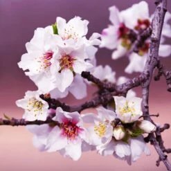All-in-One Almond Tree 8 All-in-One Almond Tree -Plant Sales Store All in One Almond 3 213f37af fac9 49c5 8a19 0aa42ca679e9