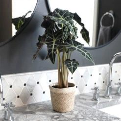 Alocasia Polly With Decorative Pot 13 Alocasia Polly With Decorative Pot -Plant Sales Store Alocasia 2