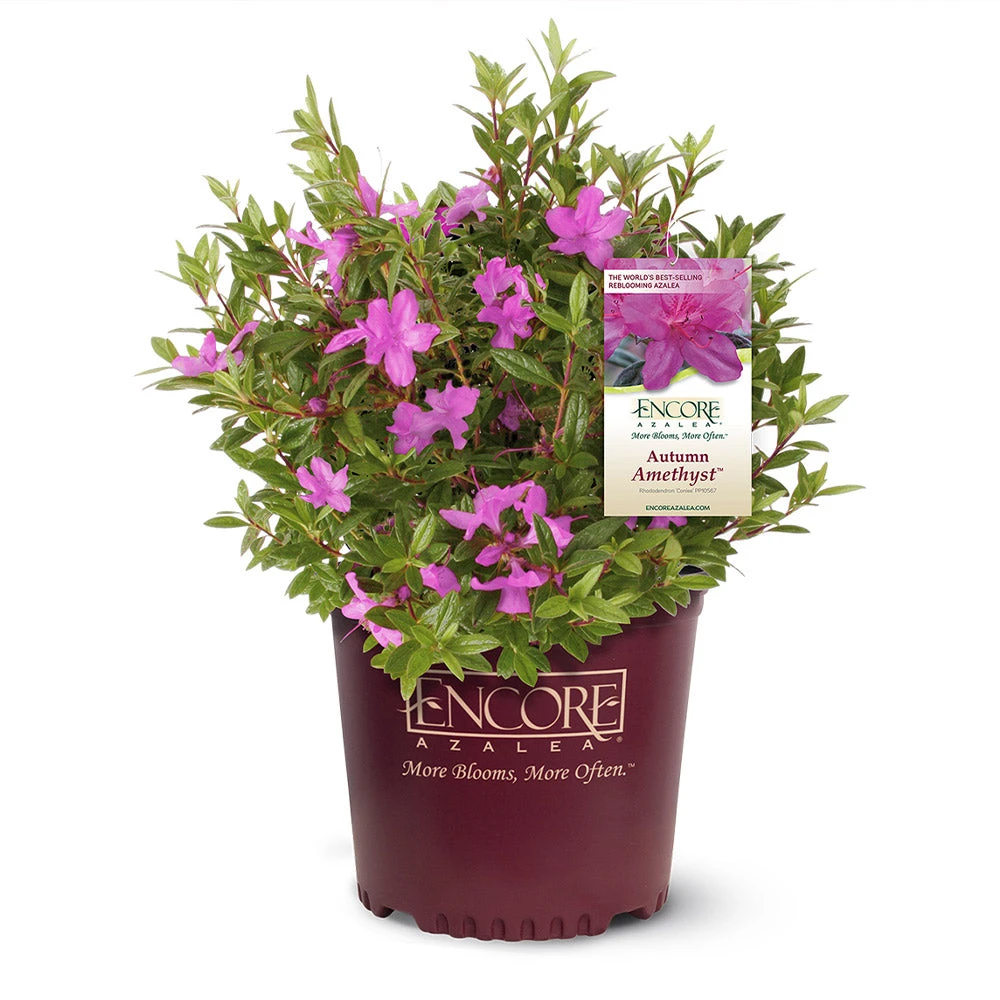 Autumn Amethyst® Encore® Azalea 3 Autumn Amethyst® Encore® Azalea - Image 3