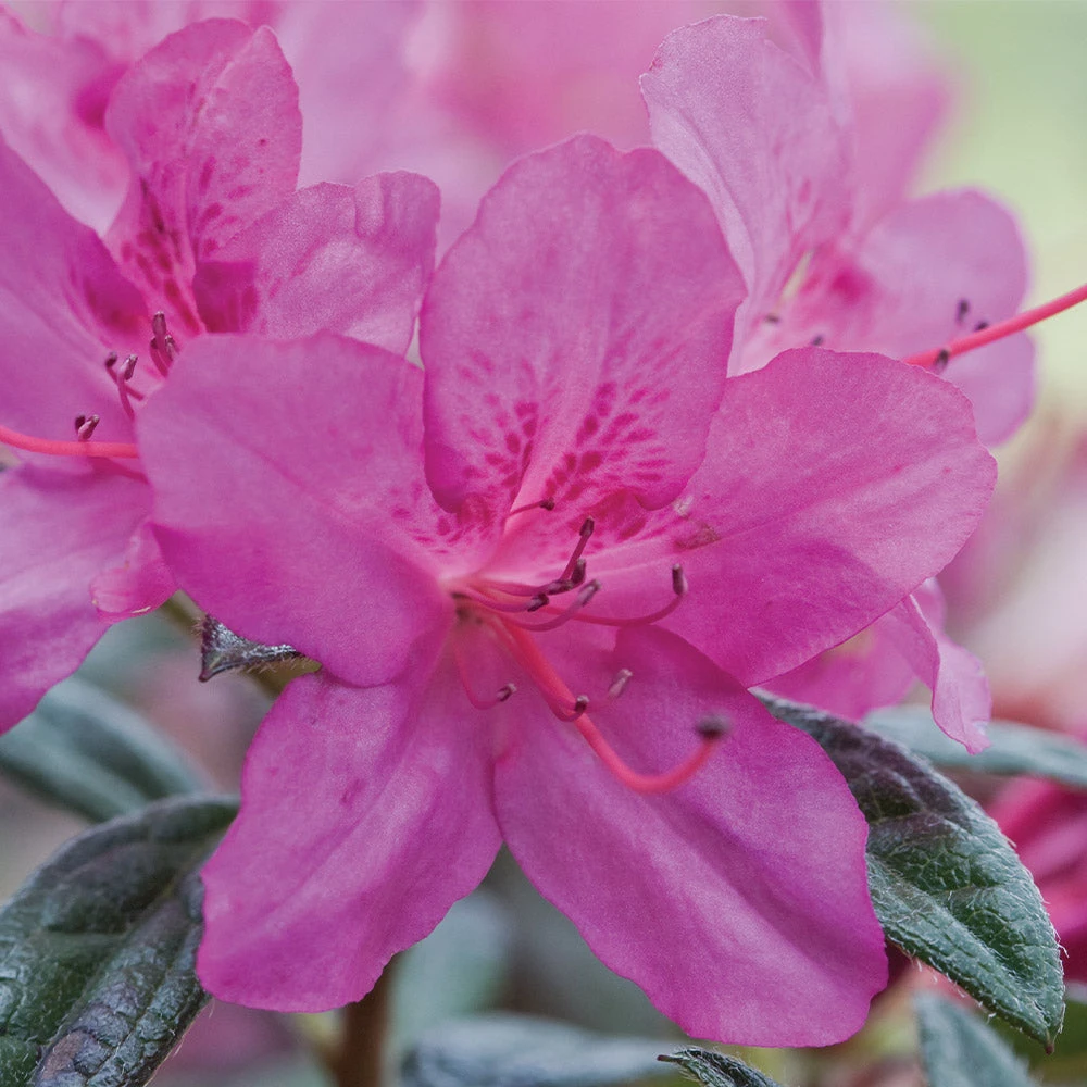 Autumn Amethyst® Encore® Azalea 2 Autumn Amethyst® Encore® Azalea - Image 2