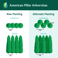 Full Speed A Hedge® American Pillar Arborvitae 13 Full Speed A Hedge® American Pillar Arborvitae -Plant Sales Store AmericanPillarArborvitae
