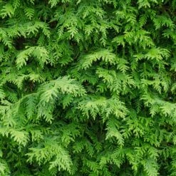 American Arborvitae 8 American Arborvitae -Plant Sales Store American Arborvitae