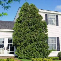 American Arborvitae 11 American Arborvitae -Plant Sales Store American Arborvitae 6