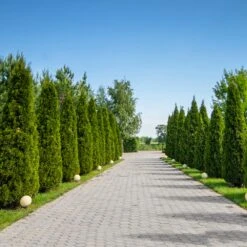 American Arborvitae 9 American Arborvitae -Plant Sales Store American Arborvitae 8 FGT