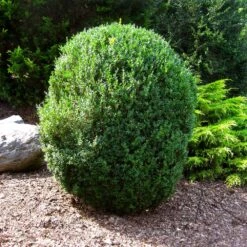 American Boxwood Shrub -Plant Sales Store American Boxwood 1 FGT