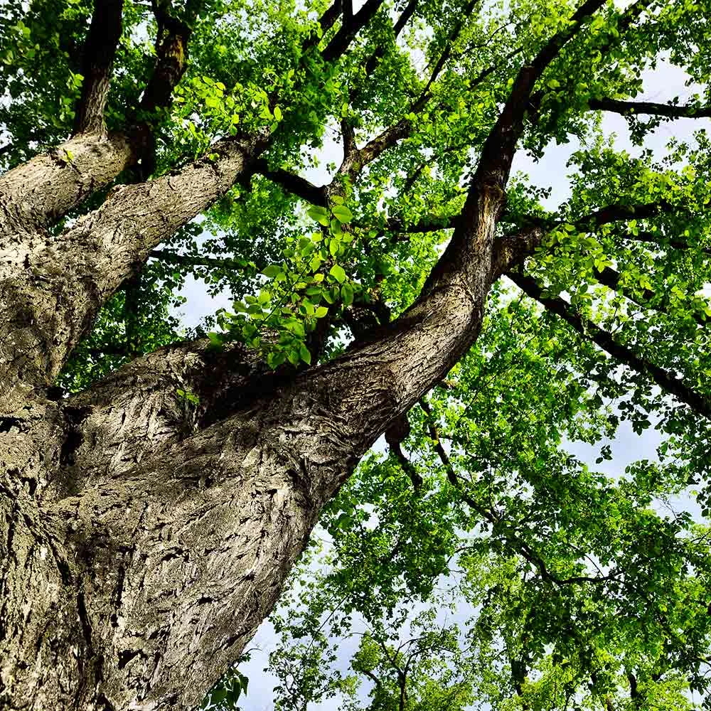 American Elm Tree 3 American Elm Tree - Image 3