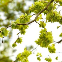 American Elm Tree 11 American Elm Tree -Plant Sales Store American Elm Tree 8