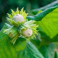 American Hazelnut Filbert 8 American Hazelnut Filbert -Plant Sales Store American Hazelnut 5 FGT