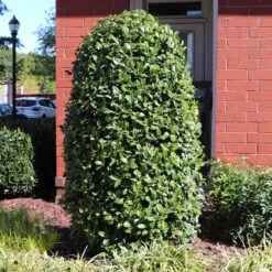 Greenleaf American Holly Shrub 9 Greenleaf American Holly Shrub -Plant Sales Store American Holly Greenleaf 6 FGT