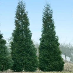 Full Speed A Hedge® American Pillar Arborvitae 9 Full Speed A Hedge® American Pillar Arborvitae -Plant Sales Store American Pillar Arborvitae 1