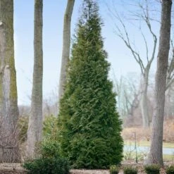 Full Speed A Hedge® American Pillar Arborvitae 10 Full Speed A Hedge® American Pillar Arborvitae -Plant Sales Store American Pillar Arborvitae 2