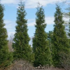 Full Speed A Hedge® American Pillar Arborvitae 11 Full Speed A Hedge® American Pillar Arborvitae -Plant Sales Store American Pillar Arborvitae 3