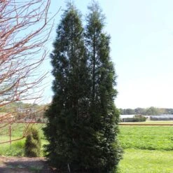 Full Speed A Hedge® American Pillar Arborvitae 12 Full Speed A Hedge® American Pillar Arborvitae -Plant Sales Store American Pillar Arborvitae 5 FGT
