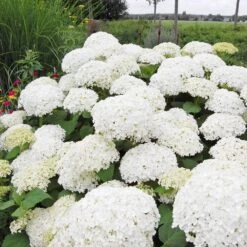 Annabelle Hydrangea Shrub -Plant Sales Store Annabelle Hydrangea 1 FGT