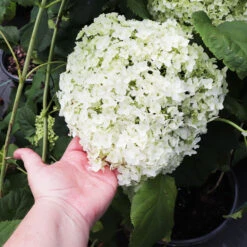 Annabelle Hydrangea Shrub -Plant Sales Store Annabelle Hydrangea 3
