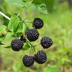 Apache Blackberry - USDA Organic 6 Apache Blackberry - USDA Organic -Plant Sales Store Apache Blackberry 450 D1 4179cffd f3d4 477a bfba 36257375e93a