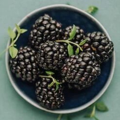 Apache Blackberry - USDA Organic 7 Apache Blackberry - USDA Organic -Plant Sales Store Apache Blackberry 450 D2 0178c099 4324 413f a424 048cda519a64