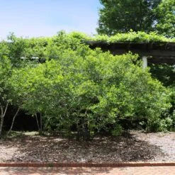 Apollo Winterberry Holly Shrub -Plant Sales Store Apollo WInterberry 2