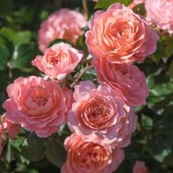 Apricot Drift® Rose -Plant Sales Store Apricot Drift Rose 2