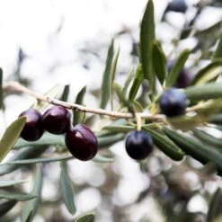 Arbequina Olive Tree - USDA Organic -Plant Sales Store Arbequina Olive 2 FGT 59db1ad0 ae94 44e8 a3fd ed29b67f0ba4