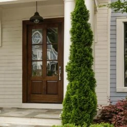 Degroot's Spire Thuja Arborvitae Tree -Plant Sales Store Arborvitae degroots Spire 3