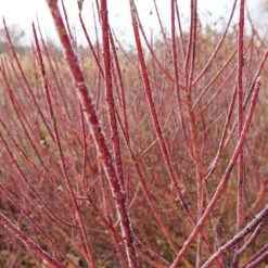Arctic Fire® Red Twig Dogwood 8 Arctic Fire® Red Twig Dogwood -Plant Sales Store Arctic Fire Twig Dogwood 3