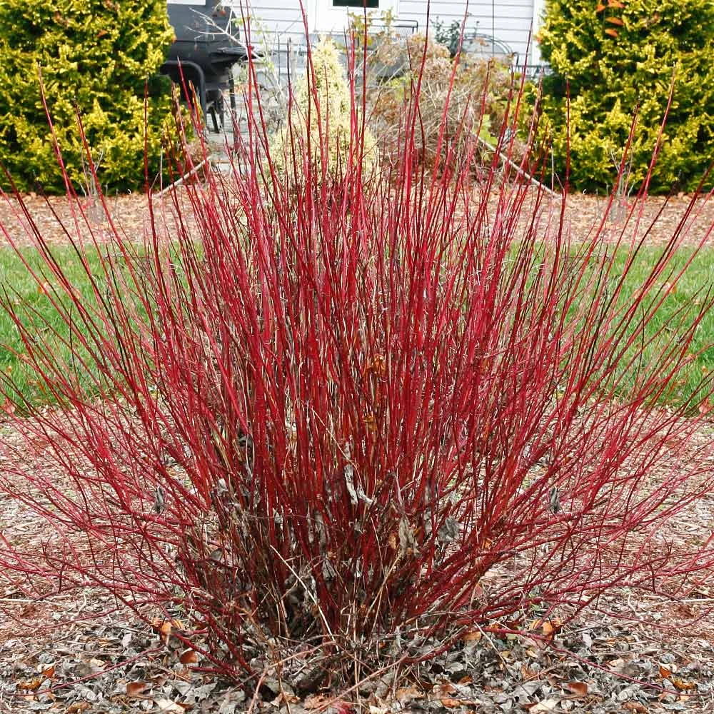 Arctic Fire® Red Twig Dogwood 2 Arctic Fire® Red Twig Dogwood - Image 2