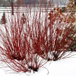Arctic Fire® Red Twig Dogwood 9 Arctic Fire® Red Twig Dogwood -Plant Sales Store Arctic Fire Twig Dogwood 5 FGT