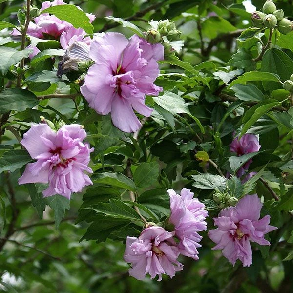 Ardens Rose Of Sharon Althea Shrub 1 Ardens Rose Of Sharon Althea Shrub